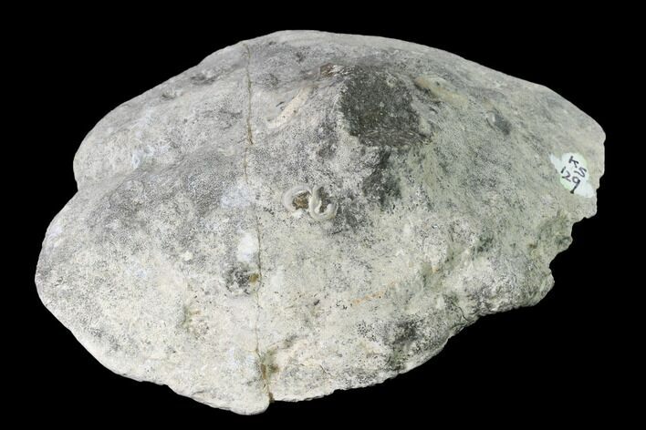 Cretaceous Fossil Sponge (Seliscothon) - Germany #145364